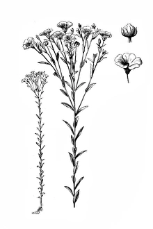 Linum usitatissimum (common flax or linseed) Linum usitatissimum (common flax or linseed)