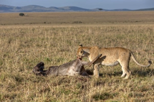 Lion -Panthera leo- eating a Blue Wildebeest -Connochaetes taurinus-, Masai Mara National Reserve, Kenya, East Africa Lion -Panthera leo- eating a Blue Wildebeest -Connochaetes taurinus-, Masai Mara National Reserve, Kenya, East Africa