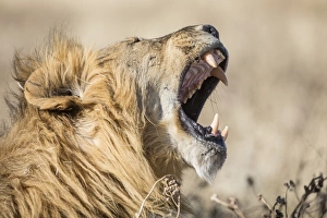 Lion -Panthera leo-, male, mouth wide open, Etosha National Park, Namibia, Africa Lion -Panthera leo-, male, mouth wide open, Etosha National Park, Namibia, Africa