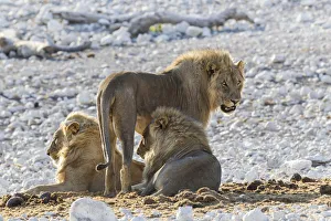 Lion -Panthera leo-, males, Etosha National Park, Namibia Lion -Panthera leo-, males, Etosha National Park, Namibia