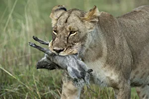 Lioness -Panthera leo-, adult, with warthog kill, Maasai Mara, Kenya Lioness -Panthera leo-, adult, with warthog kill, Maasai Mara, Kenya