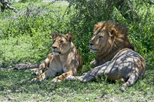 Lions -Panthera leo-, male and female resting in the shade, Ndutu, Tanzania Lions -Panthera leo-, male and female resting in the shade, Ndutu, Tanzania