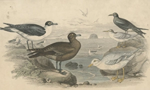 Litoral Birds Litoral Birds