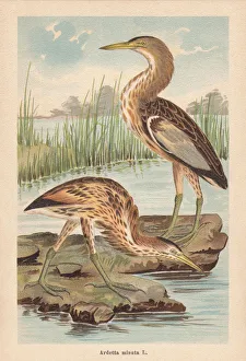 Little bittern (Ixobrychus minutus, or Ardetta minuta), chromolithograph, published 1896 Little bittern (Ixobrychus minutus, or Ardetta minuta), chromolithograph, published 1896