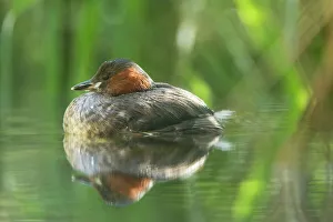 Little Grebe -Tachybaptus ruficollis-, male Little Grebe -Tachybaptus ruficollis-, male