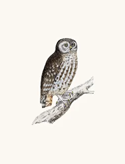 Little owl bird Little owl bird