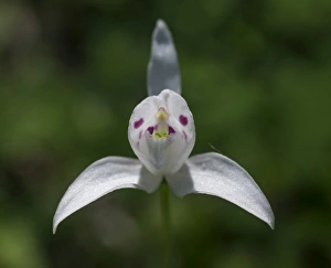Little Pigeon Orchid -Codonorchis lessonii-, Huerquehue National Park, Araucania Region Little Pigeon Orchid -Codonorchis lessonii-, Huerquehue National Park, Araucania Region