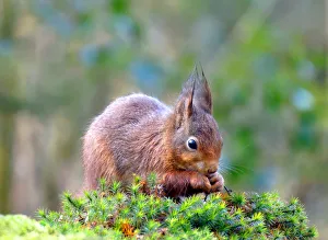 Little red squirrel is nibbling on a hazelnut Little red squirrel is nibbling on a hazelnut
