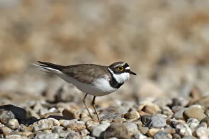 Little ringed plover -Charadrius dubius-, male in habitat, Dessau-Rosslau, Saxony-Anhalt Little ringed plover -Charadrius dubius-, male in habitat, Dessau-Rosslau, Saxony-Anhalt
