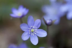 Liverwort (Anemone hepatica), Bavaria, Germany Liverwort (Anemone hepatica), Bavaria, Germany