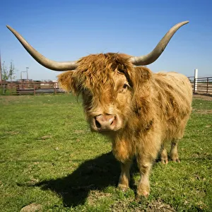Livestock - Scottish Highland beef cow on a green pasture / near Escalon, California, USA Livestock - Scottish Highland beef cow on a green pasture / near Escalon, California, USA