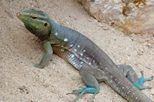 Lizard (Cnemidophorus murinus) on Curacao Lizard (Cnemidophorus murinus) on Curacao