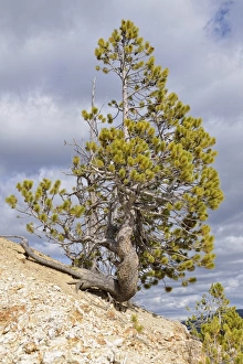 Lodgepole Pine or Shore Pine -Pinus contorta-, Grand Canyon of the Yellowstone River Lodgepole Pine or Shore Pine -Pinus contorta-, Grand Canyon of the Yellowstone River