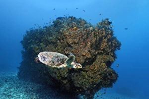 Loggerhead sea turtle -Caretta caretta- in front of coral block, Embudu channel Loggerhead sea turtle -Caretta caretta- in front of coral block, Embudu channel