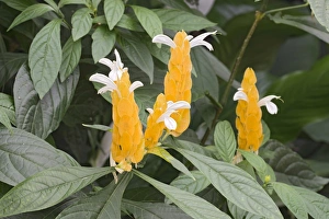 Lollipop Plant or Golden Shrimp Plant -Pachystachys lutea-, native to China and Tibet, butterfly house Lollipop Plant or Golden Shrimp Plant -Pachystachys lutea-, native to China and Tibet, butterfly house