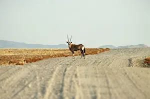 Lone Gemsbok (Oryx gazella) in Centre of Gravel Road Lone Gemsbok (Oryx gazella) in Centre of Gravel Road