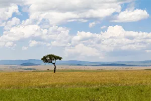 Lone tree in field, Masai Mara National Reserve, Kenya Lone tree in field, Masai Mara National Reserve, Kenya