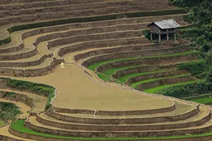 A lonely house in rice terrace paddies in North Vietnam A lonely house in rice terrace paddies in North Vietnam
