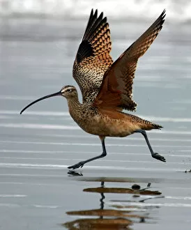 Images Dated 10th November 2004: Long-billed Curlew with wings extended