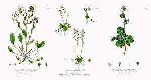 Long-Leaved Scurvy Grass, Cochlearia Anglica, Victorian Botanical Illustration, 1863 Long-Leaved Scurvy Grass, Cochlearia Anglica, Victorian Botanical Illustration, 1863