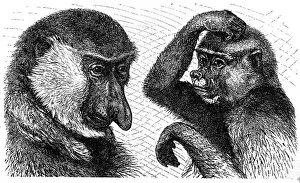 Long-nosed monkey (Nasalis larvatus), male left and female right Long-nosed monkey (Nasalis larvatus), male left and female right