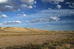 Long Shot of Gemsbok (Oryx gazella) Herd Standing on Desert Plain Long Shot of Gemsbok (Oryx gazella) Herd Standing on Desert Plain