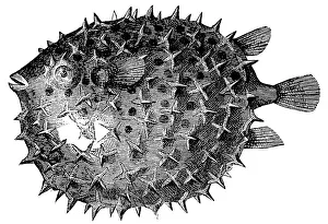 Long-spine Porcupinefish or Spiny Balloonfish (Diodon Holocanthus) Long-spine Porcupinefish or Spiny Balloonfish (Diodon Holocanthus)