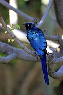 Long-tailed Glossy Starling -Lamprotornis caudatus-, adult on tree, captive Long-tailed Glossy Starling -Lamprotornis caudatus-, adult on tree, captive