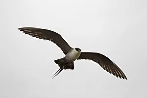 Long-tailed jaeger -Stercorarius longicaudus-, flying, grey skies, tundra, Norway Long-tailed jaeger -Stercorarius longicaudus-, flying, grey skies, tundra, Norway