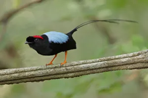 Long-tailed Manakin (Chiroxiphia linearis) Long-tailed Manakin (Chiroxiphia linearis)