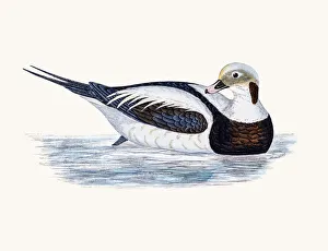 Long-Tailed Oldsquaw Duck Waterfowl bird Long-Tailed Oldsquaw Duck Waterfowl bird