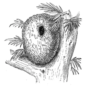Long tailed tit nest (aegithalos caudatus) Long tailed tit nest (aegithalos caudatus)