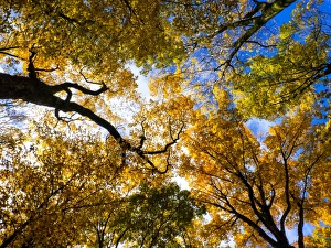 Look up - its autumn Look up - its autumn