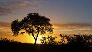 Lovely sunset in Kruger national park with tree silhouette Lovely sunset in Kruger national park with tree silhouette