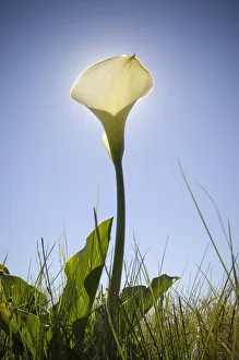 A Low Angle of White Arum Lilly with the Sun Directly Behind A Low Angle of White Arum Lilly with the Sun Directly Behind