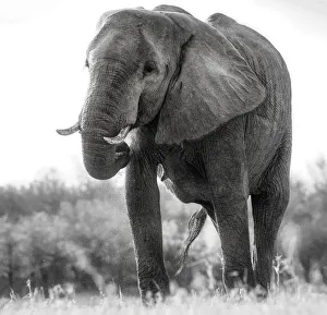 Low Perspective View of Grandeur of the African Elephant at Matusadona Low Perspective View of Grandeur of the African Elephant at Matusadona