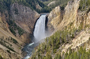 Lower Falls, view from Lookout Point, Grand Canyon of the Yellowstone River, North Rim Lower Falls, view from Lookout Point, Grand Canyon of the Yellowstone River, North Rim