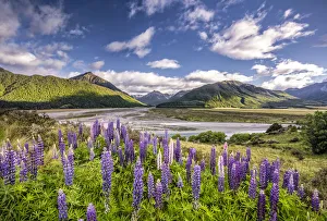 Lupines -Lupinus- on the Waimakariri River, Craigieburn Range, Canterbury, South Island Lupines -Lupinus- on the Waimakariri River, Craigieburn Range, Canterbury, South Island