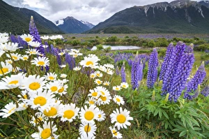 Lupins -Lupinus sp.- and Daisies -Leucanthemum sp.-, in front of a mountain range at Lupins -Lupinus sp.- and Daisies -Leucanthemum sp.-, in front of a mountain range at