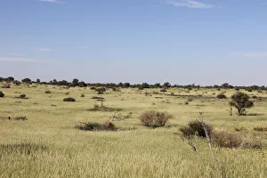 A lush carpet of green grasses covers the dunes in the Mabuasehube section of the A lush carpet of green grasses covers the dunes in the Mabuasehube section of the