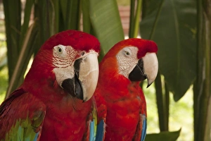 Macaws -Ara-, pair, captive, Bali, Indonesia Macaws -Ara-, pair, captive, Bali, Indonesia