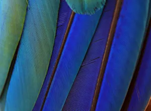 Macro of bird feathers - Blue and Yellow macaw, Ara ararauna Macro of bird feathers - Blue and Yellow macaw, Ara ararauna