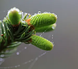 Macro of Pine Tree Bud with Spiders web and dew droplets Macro of Pine Tree Bud with Spiders web and dew droplets