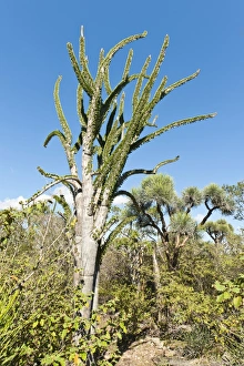 Madagascan Ocotillo or Alluaudia -Alluaudia procera-, Didiereaceae, Andohahela National Park Madagascan Ocotillo or Alluaudia -Alluaudia procera-, Didiereaceae, Andohahela National Park