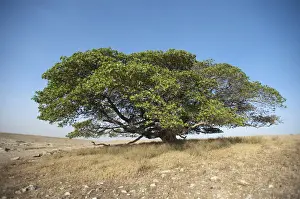 Deciduous Trees In Africa Prints: Magic Tree, large Fig Tree (Ficus), Ngorongoro Conservation Area, Tanzania, Africa