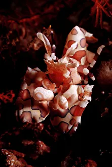 Collections/imagebroker collection magical underwater world/magical underwater world Collections/imagebroker collection magical underwater world/magical underwater world