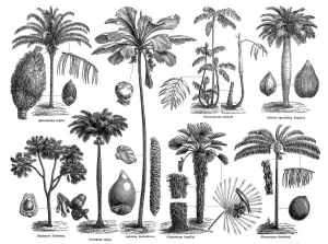 Prints of illustration of a palms Serbia Prints: Fine Art Print of Palms Illustration