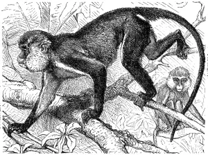 Engraved Nature Images Prints: Mona monkey (Cercopithecus mona)