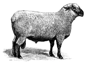 Prints of Illustration of a Shropshire sheep Shropshire Prints: Shropshire Sheep Print: A Delicate Illustration