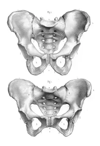 Human Body Prints: Male and Female Pelvis Print, 1896 Anatomical Engraving